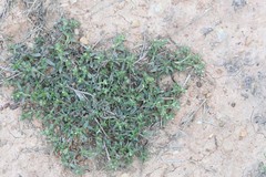 Heliotropium scabrum